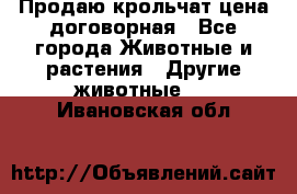 Продаю крольчат цена договорная - Все города Животные и растения » Другие животные   . Ивановская обл.